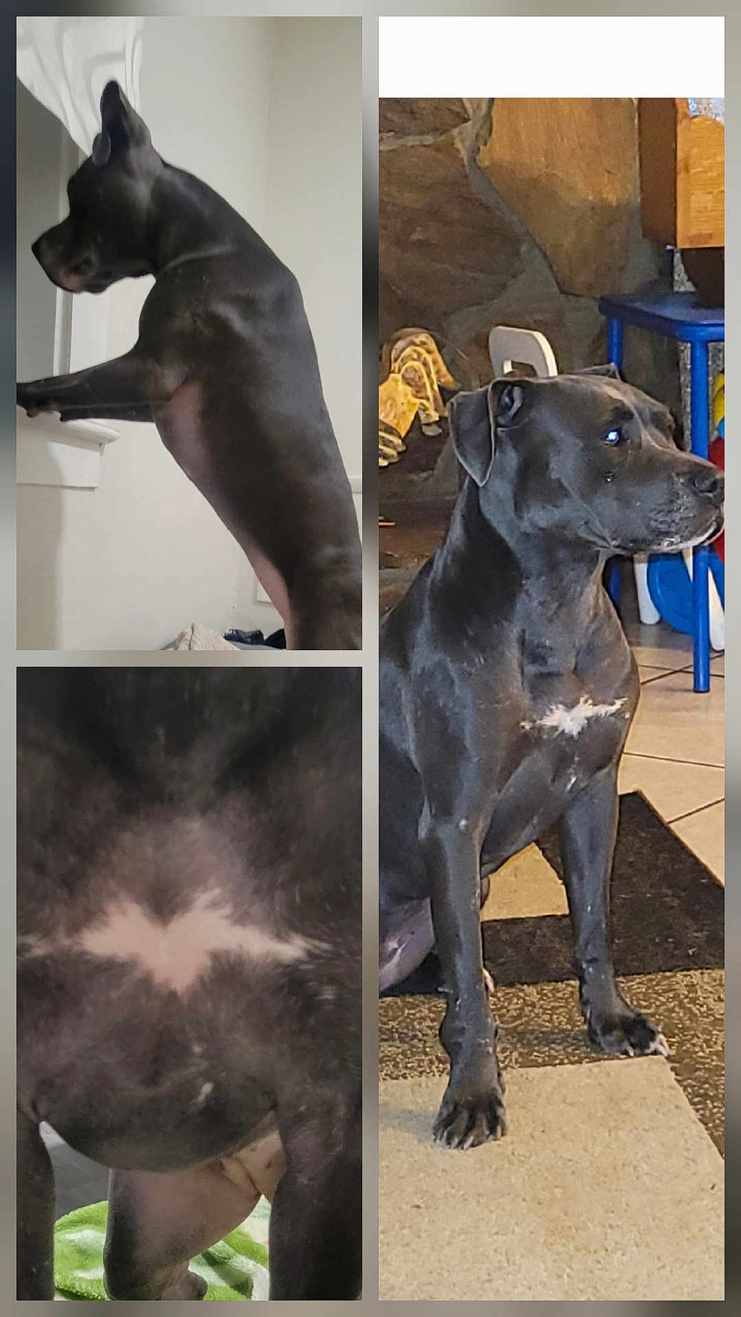 Zyla is registered to the contest to win money with this photo: dog, black_dog, indoor, pet, animal, white_patch, collage, window, floor, carpet, tile, furniture, closeup, standing, sitting, portrait, canine, domestic_animal, looking, paw