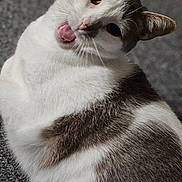 Kitty joined the competition — help win amazing prizes! alert, animal, carpet, cat, close_up, companion, cute, domestic_cat, expressive, feline, fur, gray_cat, indoor, mammal, mouth_open, pet, playful, portrait, whiskers, white_cat