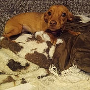 Fritzy is registered to the contest to win money with this photo: animal, blanket, brown_dog, canine, comfort, couch, cozy, curious, dog, domestic_animal, fur, indoor, laying, looking_at_camera, pet, relaxed, resting, small_dog, soft, texture