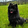 affenpinscher, animal, bear, canine, countryside, dog, field, grass, grassland, lawn, meadow, nature, outdoors, pet, plant, puppy, rural, terrier, tree, vegetation