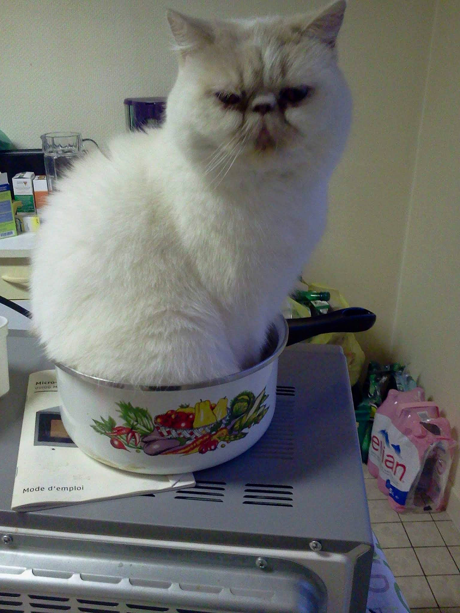 Galinette participe au concours pour gagner de l'argent avec cette photo : carnivore, cat, cat_supply, comfort_food, cooking, cookware_and_bakeware, crock, felidae, fur, gas, home_appliance, kitchen, kitchen_appliance, kitchen_utensil, major_appliance, recipe, serveware, small_appliance, small_to_medium_sized_cats, whiskers