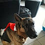 dog, german_shepherd, indoor, tile_floor, furniture, television, costume, red_clothing, pet, animal, canine, sitting, ears, brown_fur, black_fur, living_room, blurred, household, domestic, companion