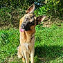 dog, german_shepherd, grass, outdoor, nature, greenery, sunlight, head_tilt, tongue_out, pet, animal, canine, fur, ears, sitting, playful, cute, friendly, daylight, bushes
