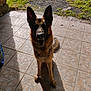 dog, german_shepherd, pet, animal, canine, sitting, outdoor, sunlight, shadow, ears, fur, mouth_open, tile_floor, looking_at_camera, happy, nature, grass, stone_wall, daylight, portrait
