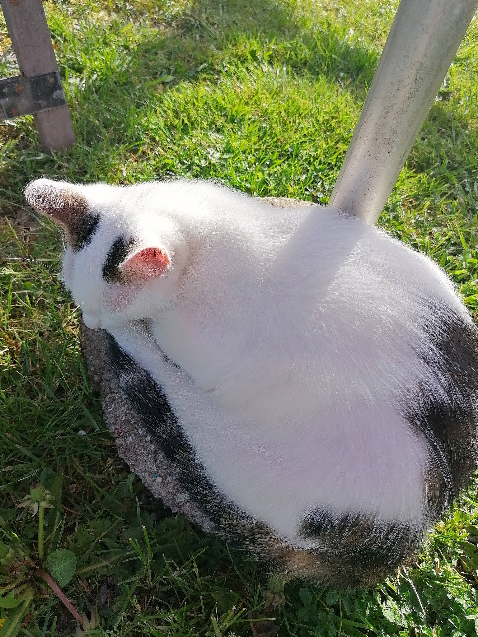 Tipex participe au concours pour gagner de l'argent avec cette photo : canidae, carnivore, cat, ear, fawn, felidae, fur, grass, plant, small_to_medium_sized_cats, snout, tail, whiskers, white