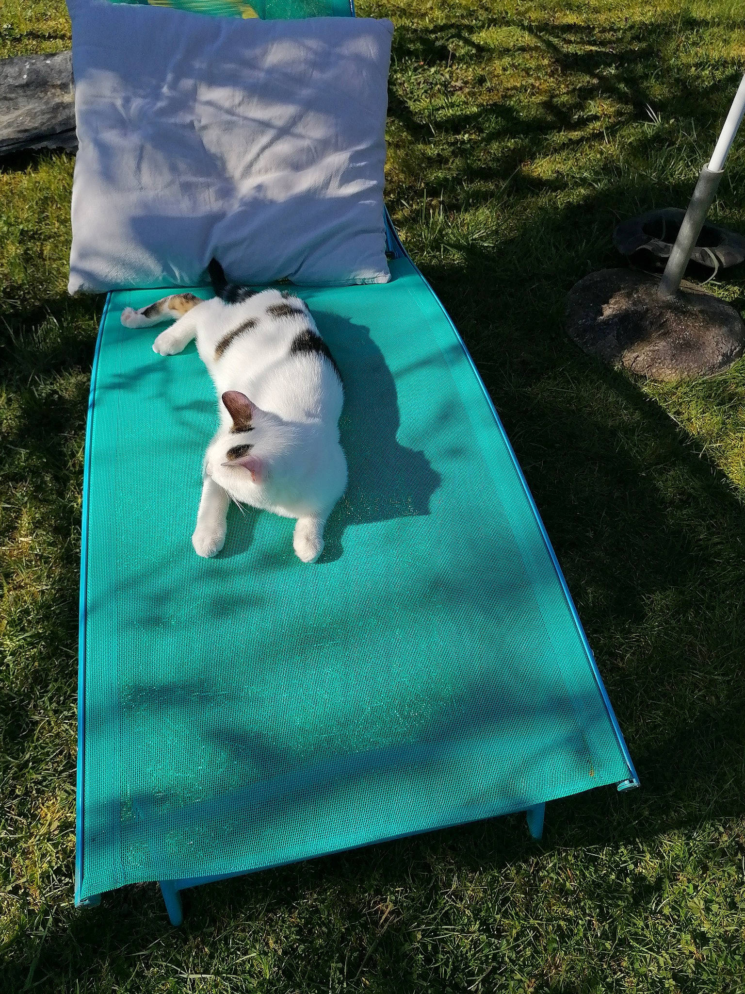 Tipex a rejoint le concours — aidez-le/la à gagner de superbes lots ! blue, canidae, fawn, grass, green, linens, non_sporting_group, textile, turquoise