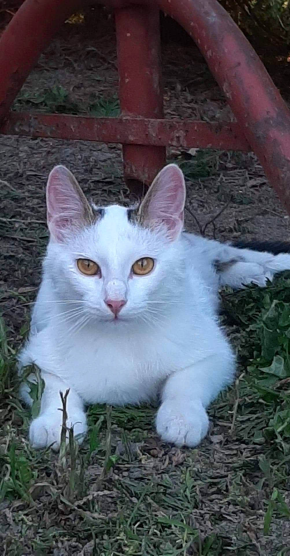 Tipex participe au concours pour gagner de l'argent avec cette photo : aegean_cat, american_wirehair, asian, burmilla, carnivore, cat, domestic_short_haired_cat, european_shorthair, felidae, grass, khao_manee, mammal, small_to_medium_sized_cats, tail, turkish_angora, turkish_van, vertebrate, whiskers