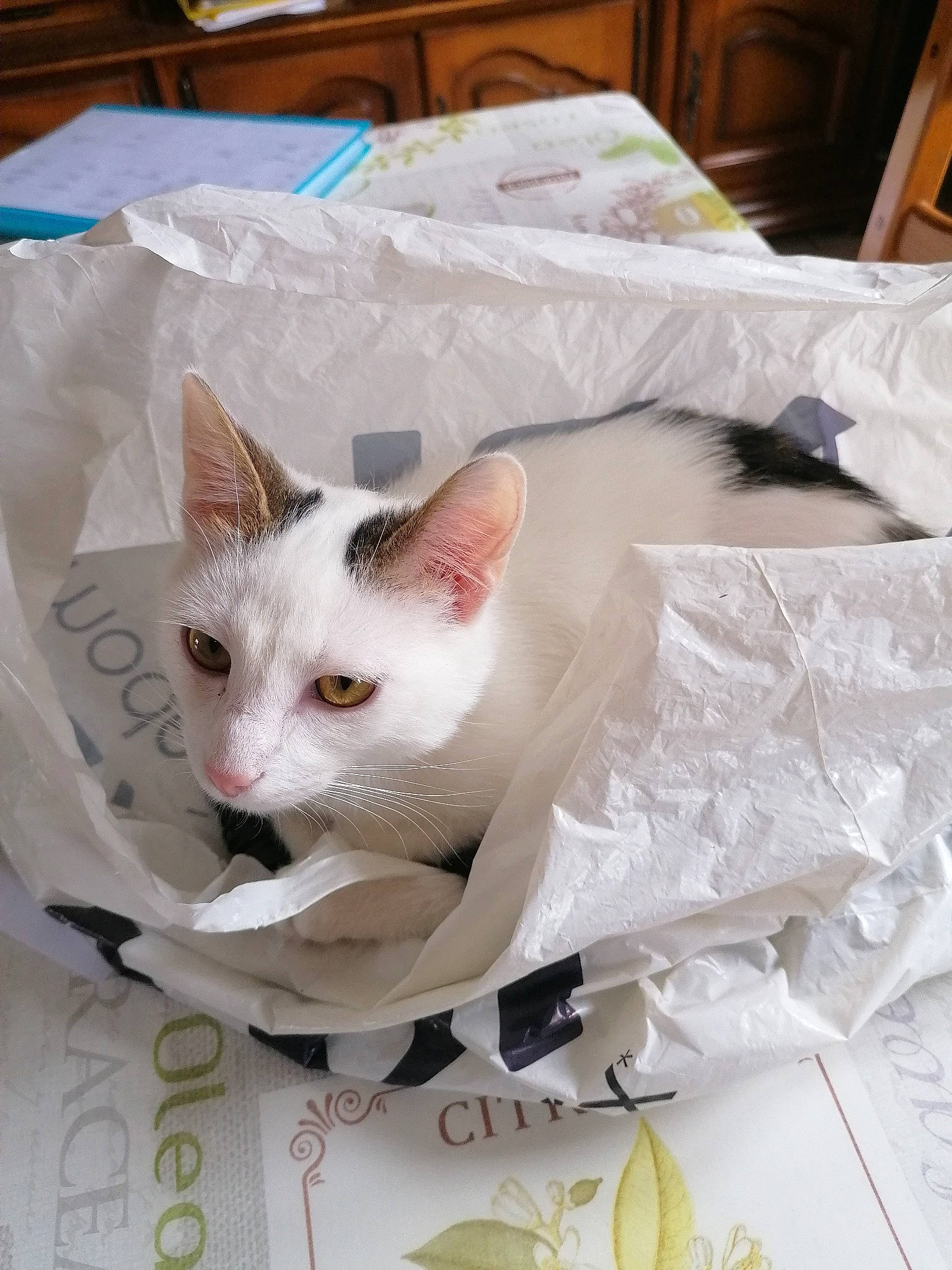 Tipex participe au concours pour gagner de l'argent avec cette photo : burmilla, carnivore, cat, colorpoint_shorthair, domestic_short_haired_cat, felidae, khao_manee, kitten, paper, paper_product, small_to_medium_sized_cats, turkish_angora, turkish_van, whiskers, white