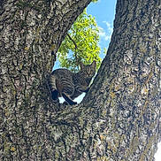 Cheerio is registered to the contest to win money with this photo: cat, tabby_cat, tree, bark, branch, nature, outdoor, animal, feline, green_leaves, sky, daylight, wildlife, curious, perched, climbing, fur, whiskers, alert, eyes