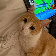 Léo a rejoint le concours — aidez-le/la à gagner de superbes lots ! animal, bed, blanket, cat, closeup, cute, ears, fur, game, gaming_controller, indoor, looking_up, orange_cat, pet, playing, relaxation, tablet, technology, whiskers, white_cat