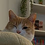 books, cat, close_up, cozy, cute, feline, fluffy_blanket, fur, home, indoor, nose, orange_cat, pet, plant, relaxed, resting, shelf, sleepy, whiskers, white_cat
