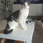 Nino participe au concours pour gagner de l'argent avec cette photo : cat, table, living_room, television, plant, dog, white, black, furniture, floor, indoor, pet, animal, bowl, container, wooden_floor, curious, domestic, household, decor