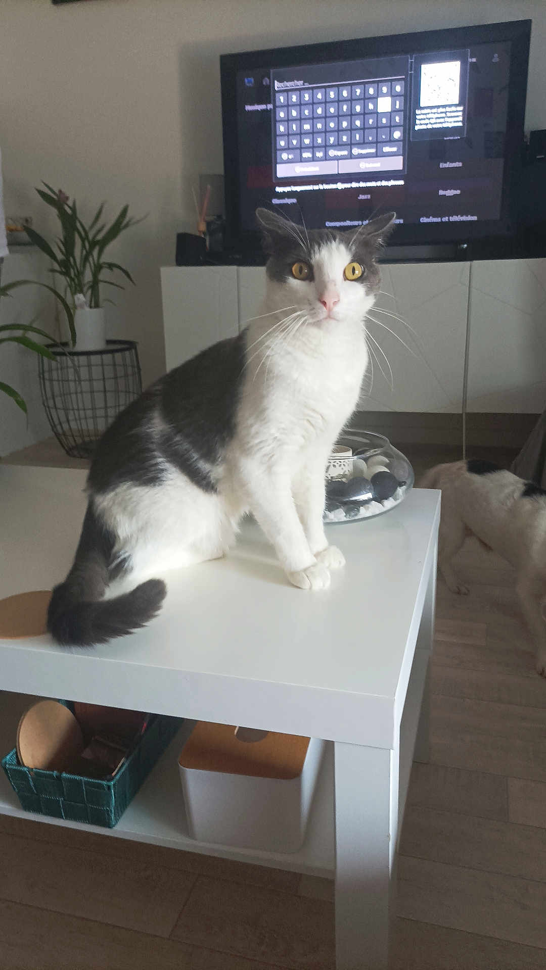 Nino participe au concours pour gagner de l'argent avec cette photo : cat, table, living_room, television, plant, dog, white, black, furniture, floor, indoor, pet, animal, bowl, container, wooden_floor, curious, domestic, household, decor