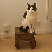 Nino a rejoint le concours — aidez-le/la à gagner de superbes lots ! animal, black_and_white, calm, cat, curious, cute, domestic, ears, electrical_socket, feline, floor, indoor, perched, pet, power_outlet, simple_background, small_furniture, tail, wall, wooden_stool