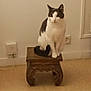 animal, black_and_white, calm, cat, curious, cute, domestic, ears, electrical_socket, feline, floor, indoor, perched, pet, power_outlet, simple_background, small_furniture, tail, wall, wooden_stool