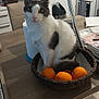 Nino participe au concours pour gagner de l'argent avec cette photo : animal, appliance, basket, cat, chair, curious, domestic, food, furniture, household, indoor, kitchen, microwave, orange, pet, stove, table, trash_can, white_wall, wooden_surface