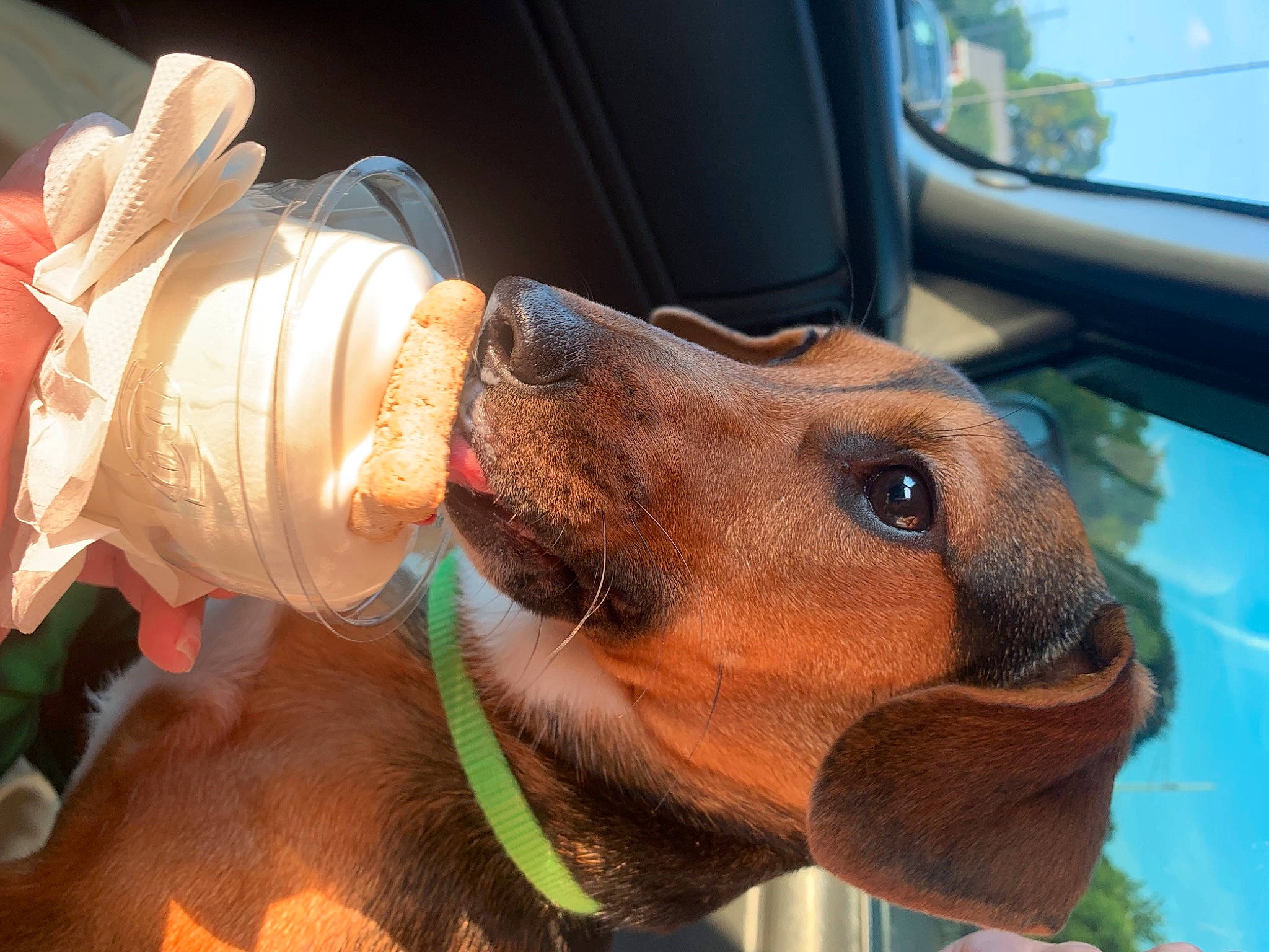 Lincoln joined the competition — help win amazing prizes! beer, canidae, carnivore, collar, companion_dog, dog, dog_breed, dog_collar, dog_supply, ear, fawn, hound, jaw, leash, liver, pet_supply, snout, sporting_group, whiskers, working_animal