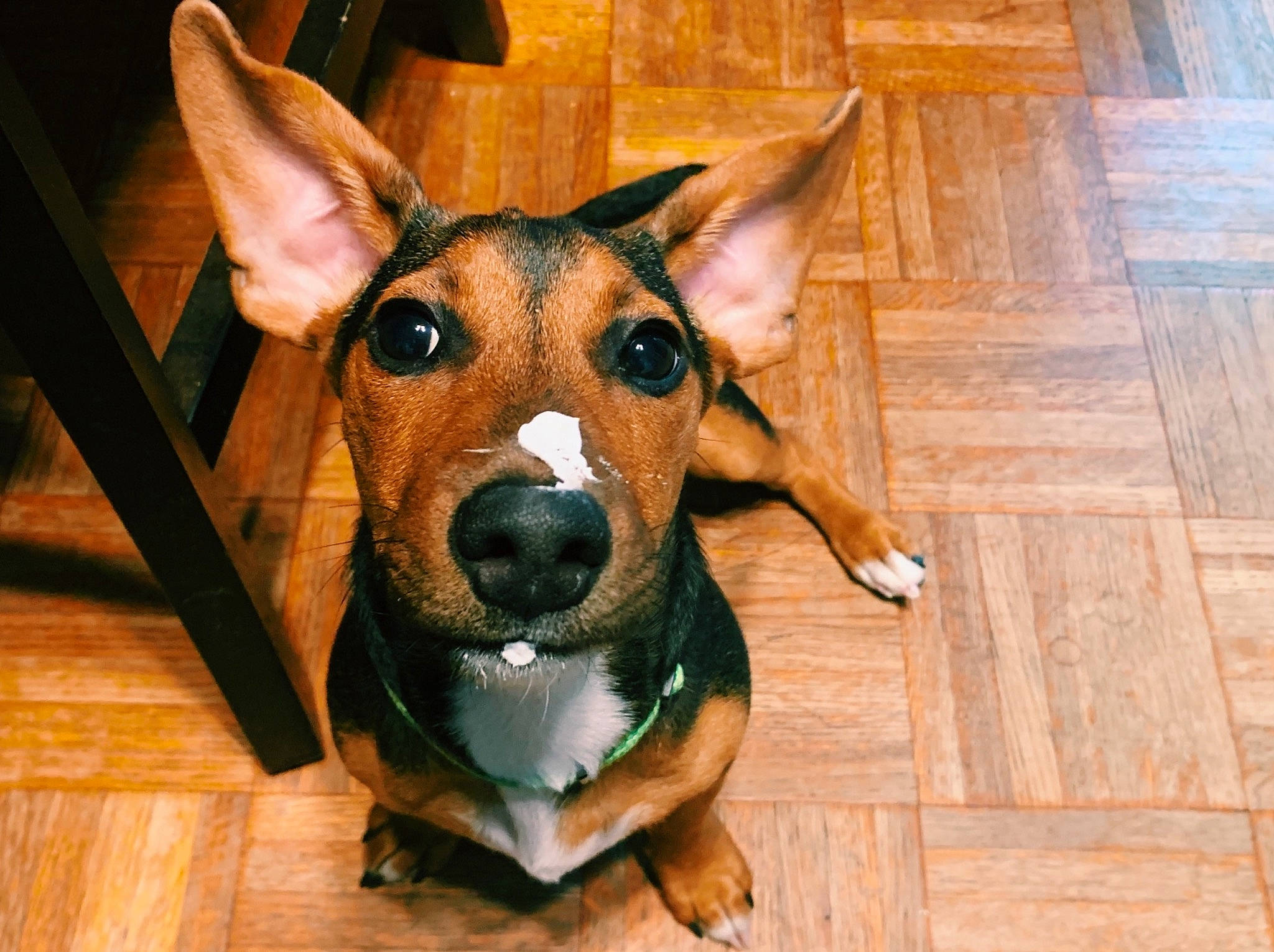 Lincoln is registered to the contest to win money with this photo: basenji, canidae, carnivore, companion_dog, dog, dog_breed, dog_sports, dog_supply, fawn, flooring, hardwood, hound, pet_supply, plank, sporting_group, whiskers, wood, wood_stain, working_animal, working_dog