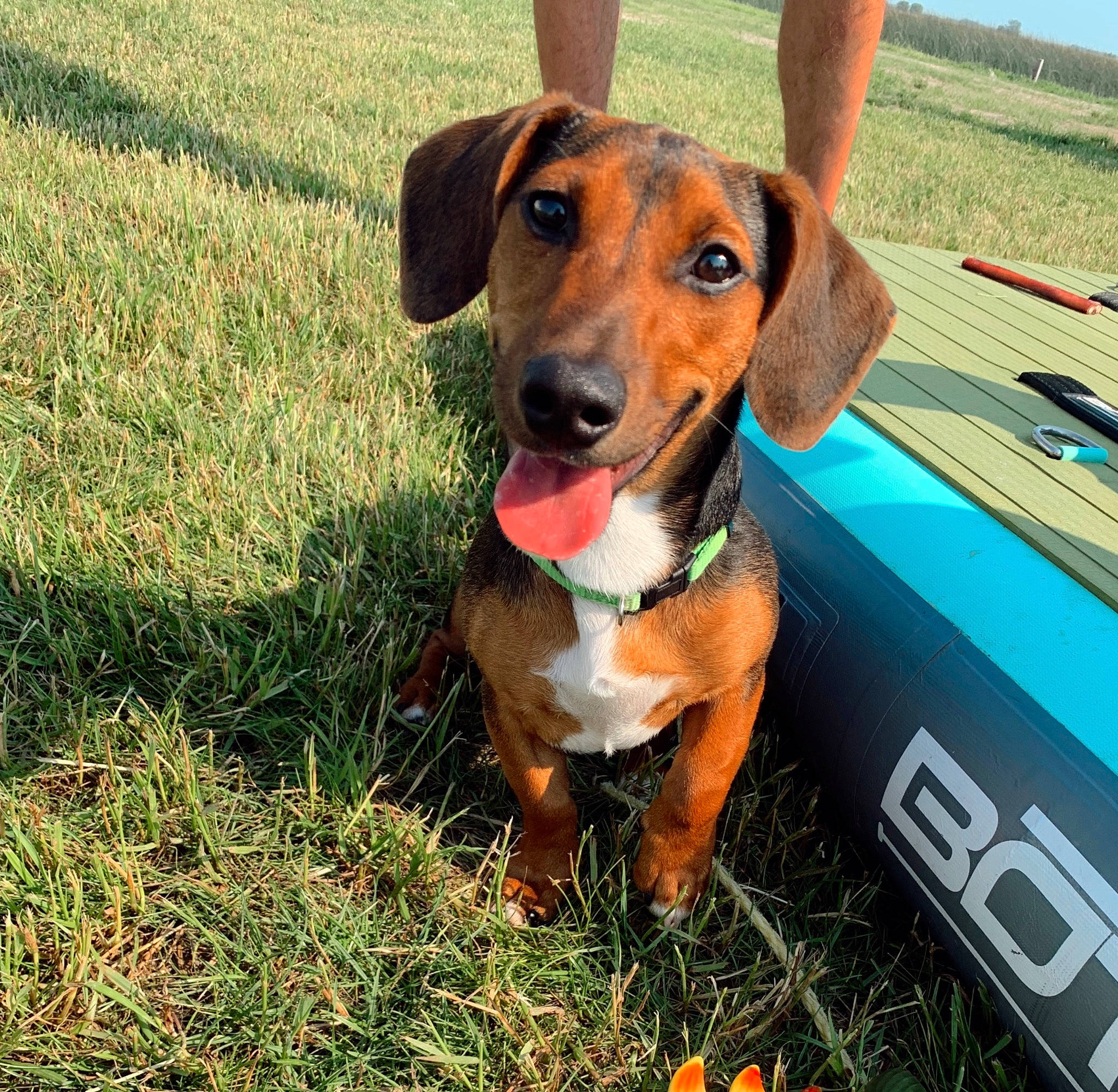 Lincoln joined the competition — help win amazing prizes! canidae, carnivore, collar, companion_dog, dog, dog_breed, dog_collar, dog_supply, fawn, grass, hound, liver, personal_protective_equipment, pet_supply, plant, scent_hound, snout, sporting_group, working_animal, working_dog