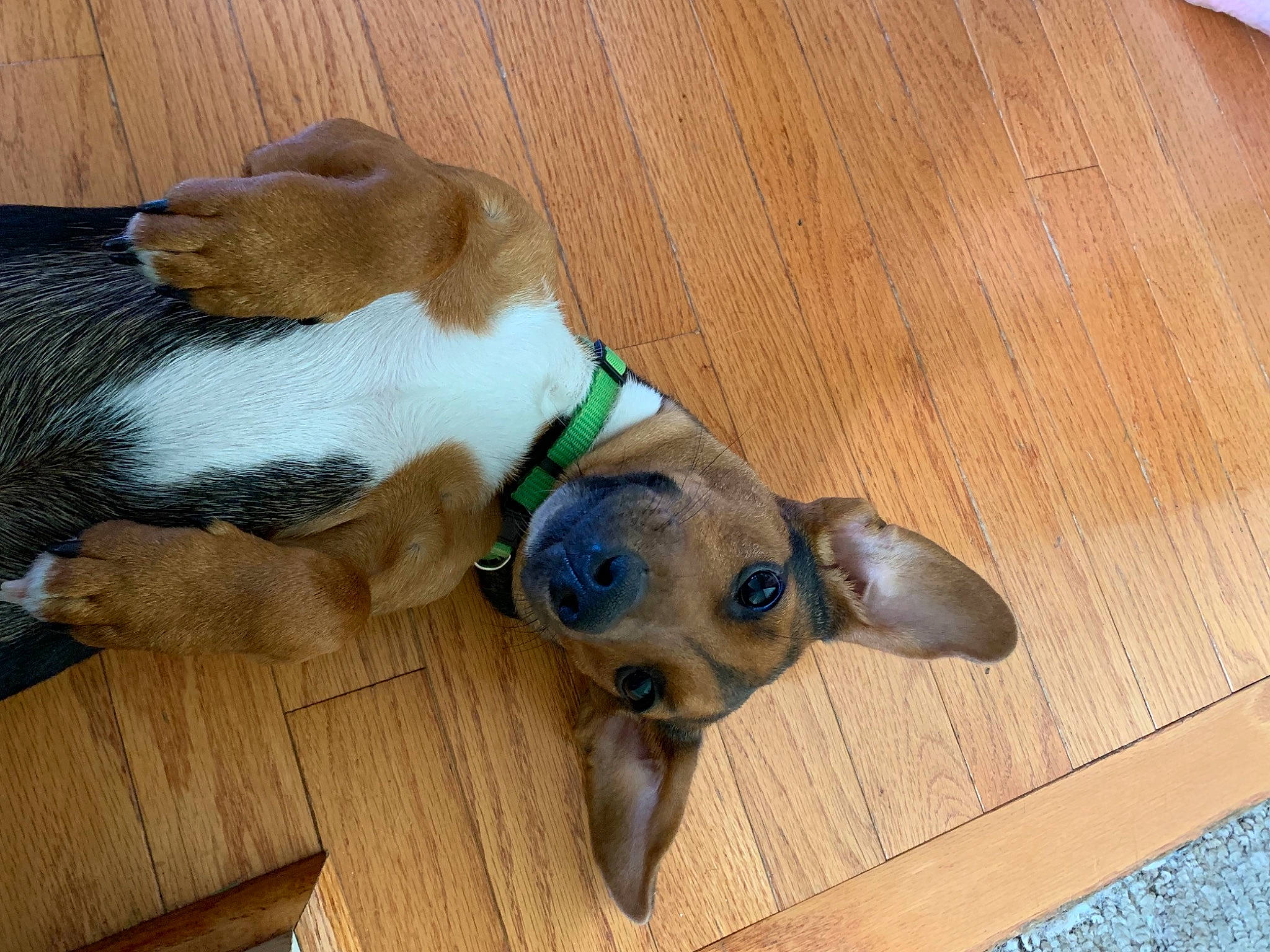 Lincoln is registered to the contest to win money with this photo: canidae, carnivore, collar, comfort, companion_dog, dog, dog_breed, dog_supply, ear, fawn, floor, flooring, hardwood, pet_supply, snout, sporting_group, whiskers, wood, wood_stain, working_animal