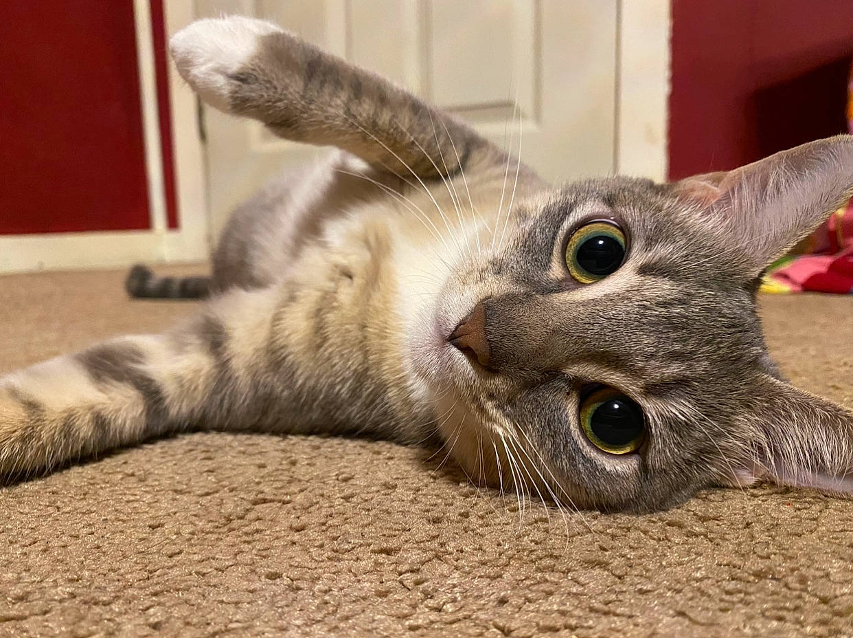 Bliss joined the competition — help win amazing prizes! carnivore, cat, cat_supply, claw, comfort, domestic_short_haired_cat, felidae, flooring, fur, paw, small_to_medium_sized_cats, snout, tail, whiskers