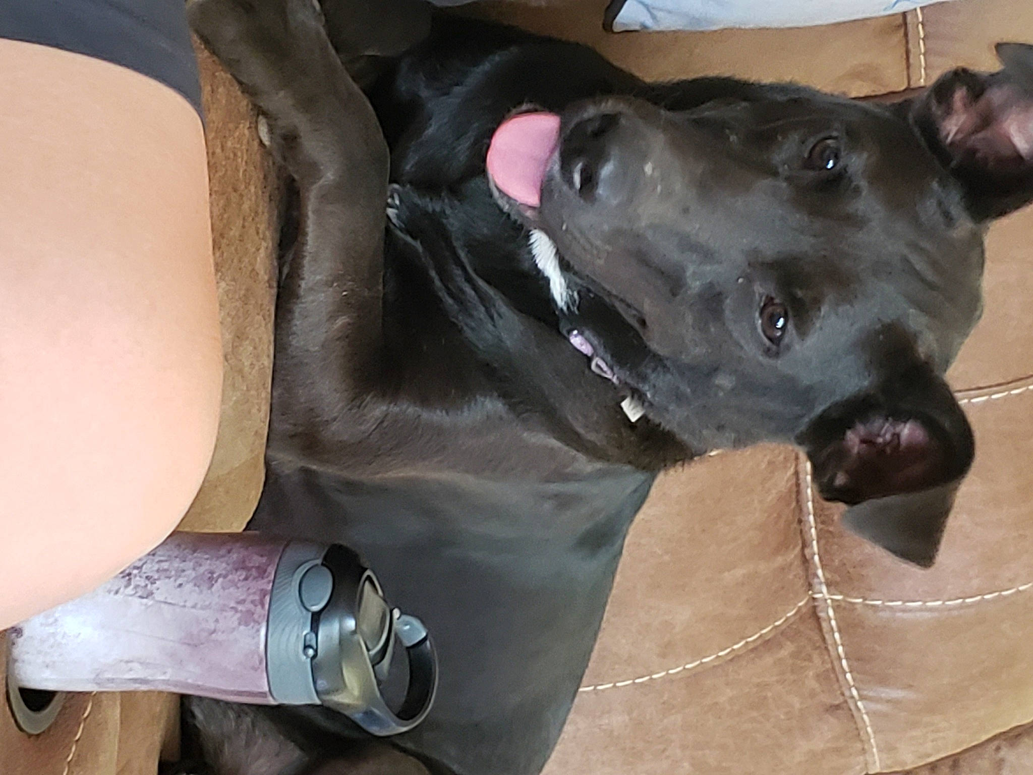 Bella joined the competition — help win amazing prizes! bottle, canidae, carnivore, collar, companion_dog, dog, dog_breed, dog_collar, drinkware, fashion_accessory, fawn, fur, guard_dog, non_sporting_group, personal_protective_equipment, snout, sporting_group, whiskers, working_animal, working_dog