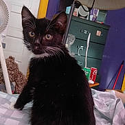 Brother joined the competition — help win amazing prizes! kitten, cat, black_and_white, tuxedo_cat, bed, blanket, indoor, lamp, furniture, fan, purple_wall, door, curious, pet, whiskers, young_cat, eyes, tail, house, domestic