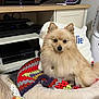 Charlie is registered to the contest to win money with this photo: dog, pomeranian, pet_bed, crocheted_blanket, electronics, entertainment_center, remote_control, fan, wooden_furniture, indoor, fluffy, small_dog, companion, home, cozy, animal, cute, watching, resting, living_room