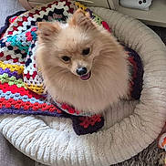 Charlie is registered to the contest to win money with this photo: dog, pomeranian, pet_bed, crocheted_blanket, indoor, floor, rug, game_controller, shelf, happy, fluffy, cozy, small_dog, tongue_out, home, comfort, canine, fur, animal, cute