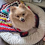 dog, pomeranian, pet_bed, crocheted_blanket, indoor, floor, rug, game_controller, shelf, happy, fluffy, cozy, small_dog, tongue_out, home, comfort, canine, fur, animal, cute