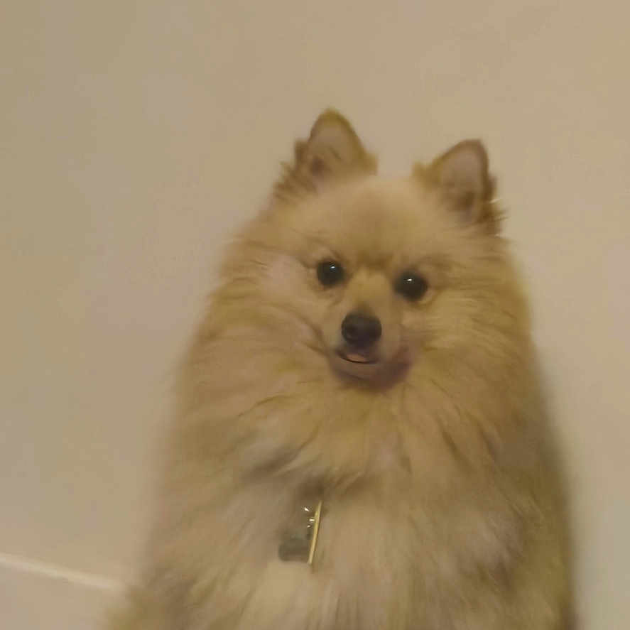 Charlie is registered to the contest to win money with this photo: animal, bag, collar, colorful, companion, curious, cute, dog, domestic, floor, fluffy, fur, indoor, looking, pet, pomeranian, sitting, small_dog, wall, wooden_floor