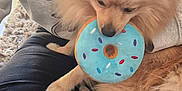 Charlie is registered to the contest to win money with this photo: dog, toy, blue, donut, person, sweatshirt, red_socks, carpet, lap, casual, smiling, fluffy, indoor, pet, cute, relaxed, playing, comfort, fur, legs