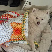 Jasper is registered to the contest to win money with this photo: dog, white_dog, pet, blanket, crocheted_blanket, dog_bed, furniture, carpet, living_room, cozy, relaxing, indoor, fluffy, cute, sleepy, resting, cabinet, remote_control, gaming_controller, soft