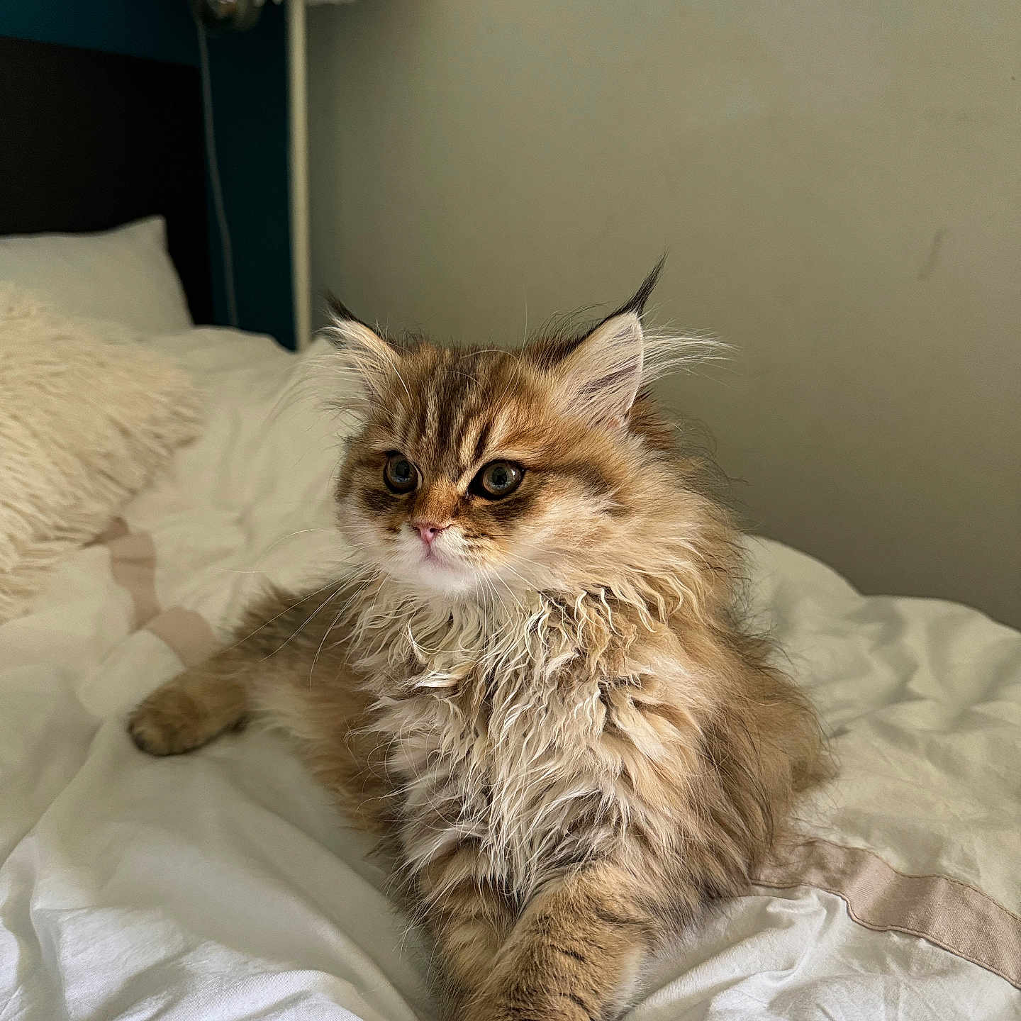 Simba a rejoint le concours — aidez-le/la à gagner de superbes lots ! animal, bed, cat, cozy, curious, cute, domestic, ears, feline, fluffy, fur, indoor, kitten, paws, pet, relaxed, resting, whiskers, white_bedspread, young_cat