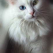 Ulyssiane participe au concours pour gagner de l'argent avec cette photo : adorable, animal, blue_eye, cat, closeup, cute, domestic_animal, face, feline, fluffy, fur, green_eye, heterochromia, indoor, mammal, pet, portrait, soft_light, whiskers, white