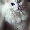 adorable, animal, blue_eye, cat, closeup, cute, domestic_animal, face, feline, fluffy, fur, green_eye, heterochromia, indoor, mammal, pet, portrait, soft_light, whiskers, white