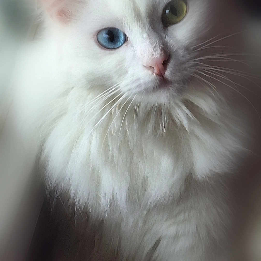 Ulyssiane participe au concours pour gagner de l'argent avec cette photo : adorable, animal, blue_eye, cat, closeup, cute, domestic_animal, face, feline, fluffy, fur, green_eye, heterochromia, indoor, mammal, pet, portrait, soft_light, whiskers, white