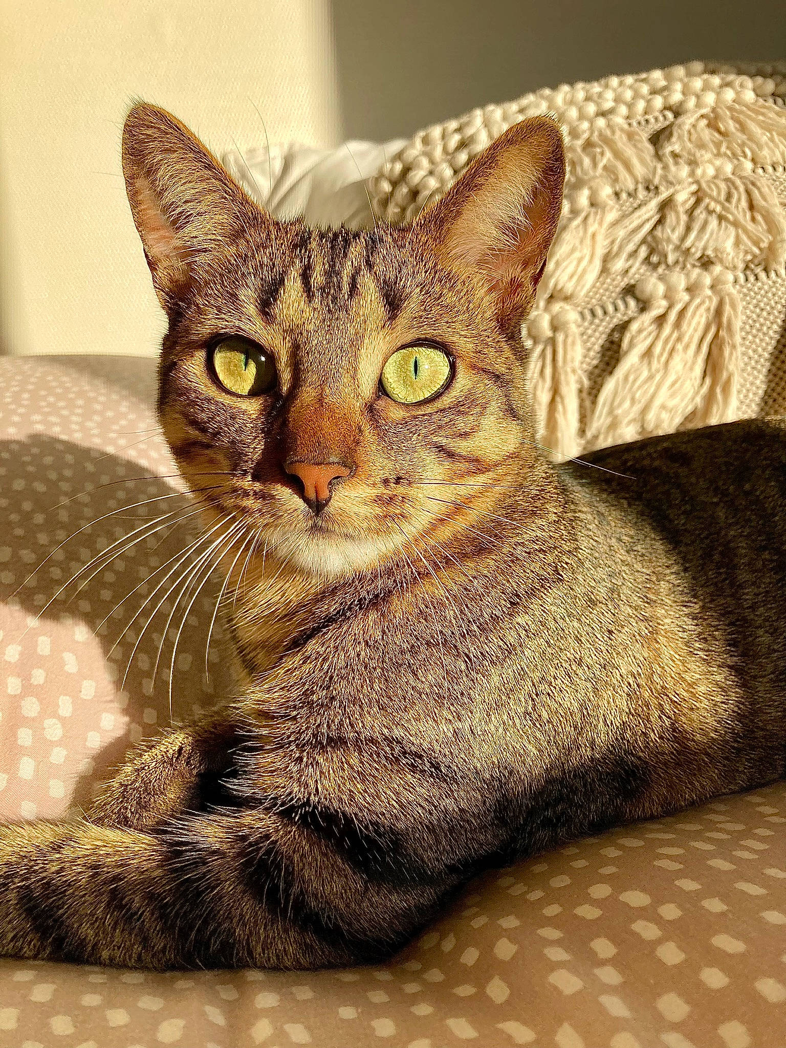 Myna a rejoint le concours — aidez-le/la à gagner de superbes lots ! carnivore, cat, comfort, domestic_short_haired_cat, felidae, fur, rectangle, small_to_medium_sized_cats, snout, tail, terrestrial_animal, whiskers, wildlife