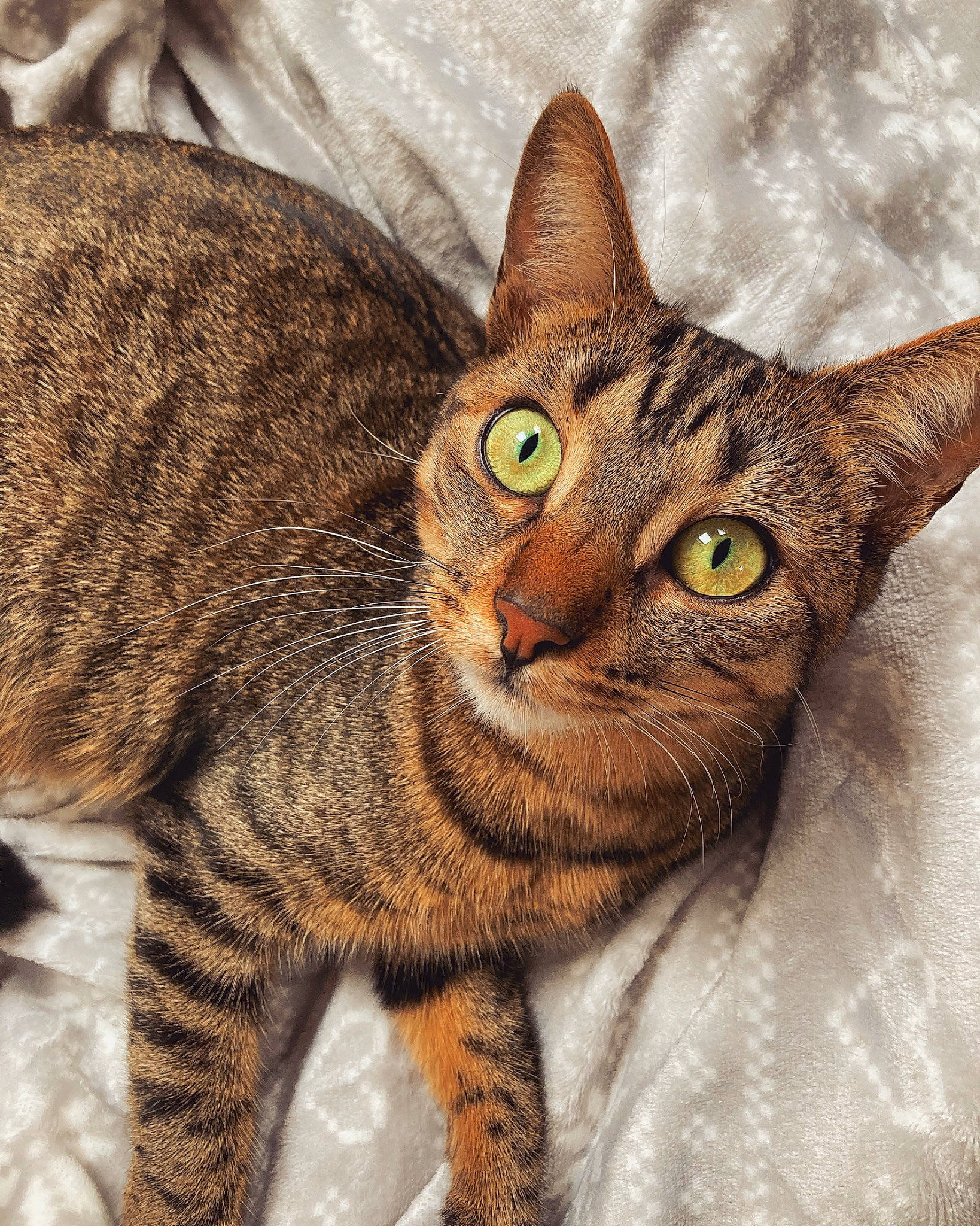 Myna participe au concours pour gagner de l'argent avec cette photo : art, carnivore, cat, claw, close_up, domestic_short_haired_cat, ear, eye, felidae, fur, paw, small_to_medium_sized_cats, snout, tail, terrestrial_animal, tree, whiskers, wildlife