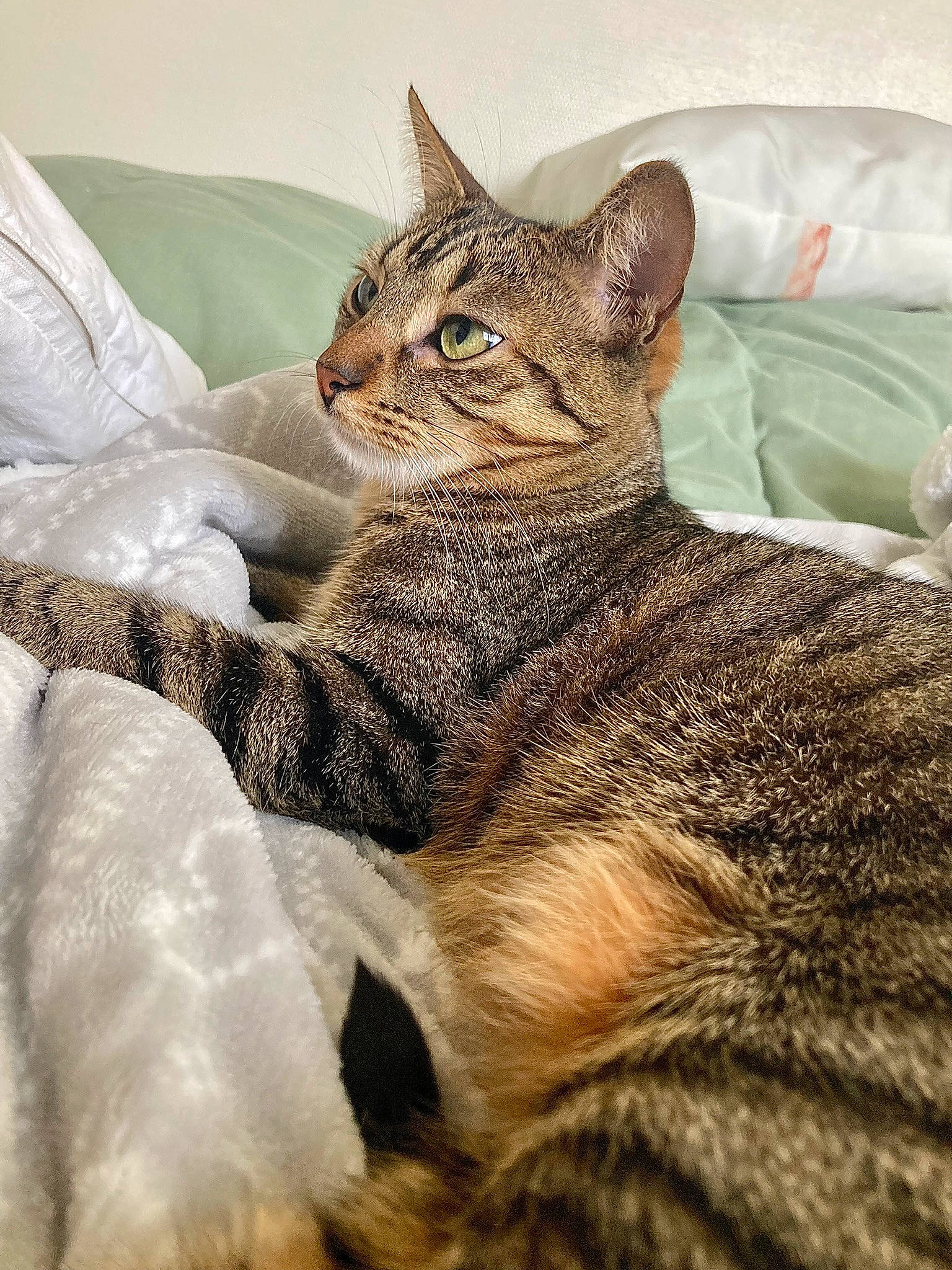 Myna a rejoint le concours — aidez-le/la à gagner de superbes lots ! carnivore, cat, claw, comfort, domestic_short_haired_cat, eye, fawn, felidae, fur, nap, paw, sitting, small_to_medium_sized_cats, snout, tail, terrestrial_animal, whiskers, wildlife