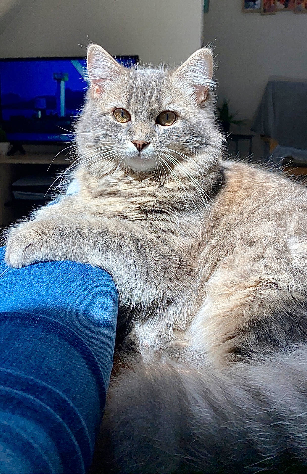 Naïa a rejoint le concours — aidez-le/la à gagner de superbes lots ! art, british_longhair, carnivore, cat, claw, comfort, domestic_short_haired_cat, electric_blue, felidae, freezing, fur, grey, paw, sitting, small_to_medium_sized_cats, snout, tail, whiskers, window