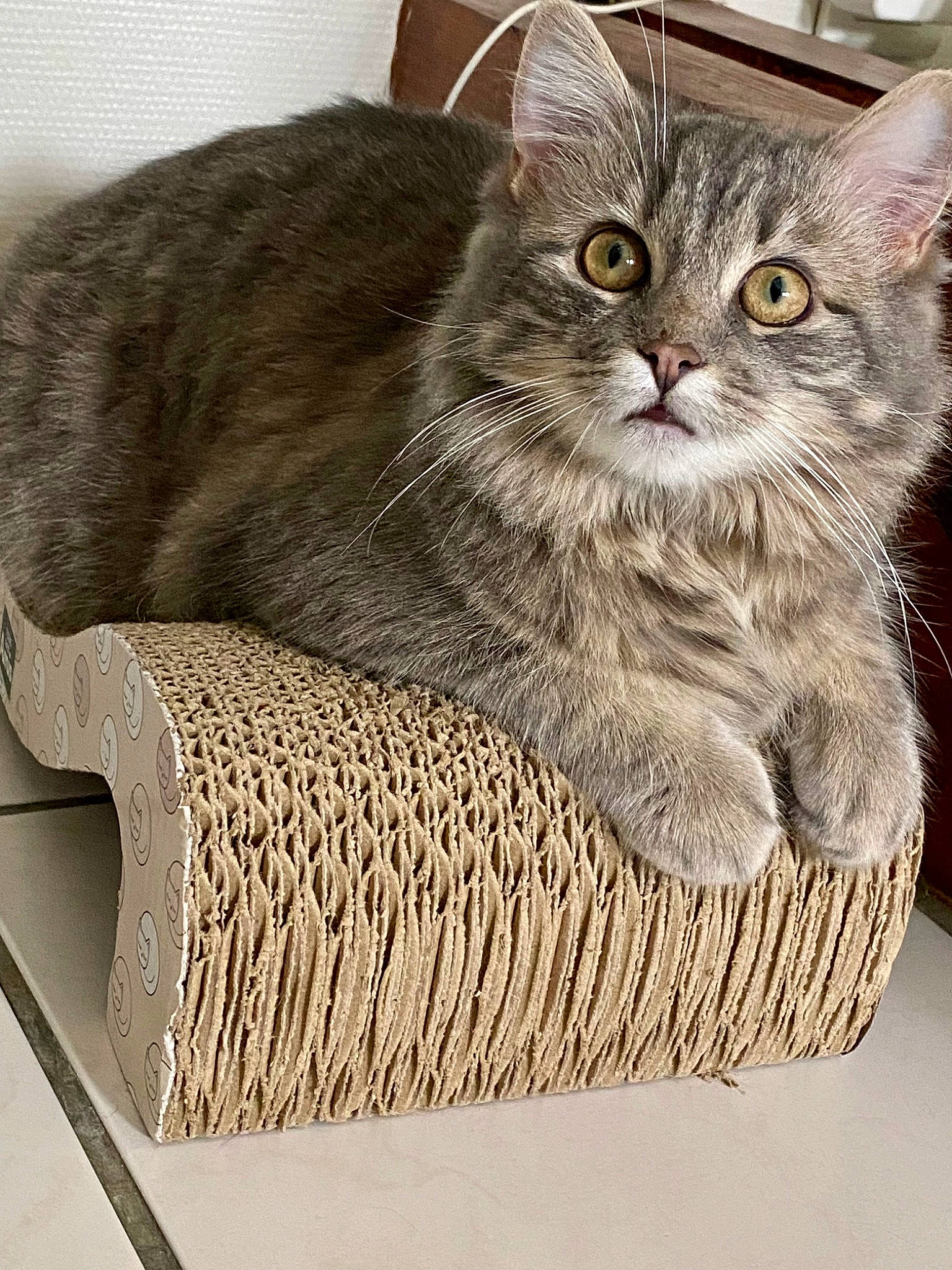 Naïa a rejoint le concours — aidez-le/la à gagner de superbes lots ! basket, carnivore, cat, cat_supply, comfort, domestic_short_haired_cat, felidae, fur, grey, photo_caption, rectangle, sitting, small_to_medium_sized_cats, snout, tail, terrestrial_animal, whiskers