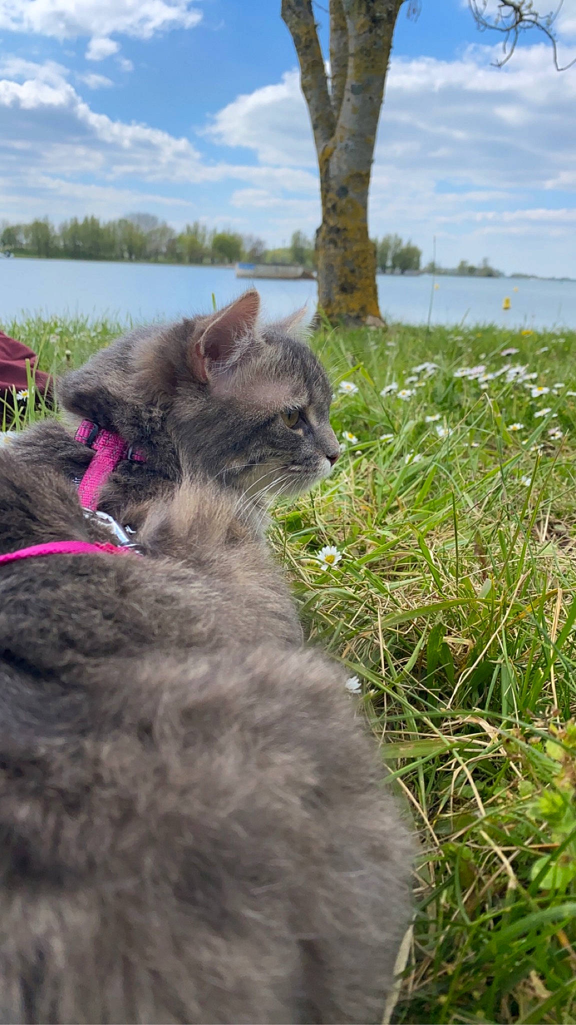 Naïa participe au concours pour gagner de l'argent avec cette photo : carnivore, cat, cloud, collar, dog_breed, domestic_short_haired_cat, fawn, felidae, grass, plant, sky, small_to_medium_sized_cats, snout, sporting_group, terrestrial_animal, tree, water, whiskers, wilderness, working_animal