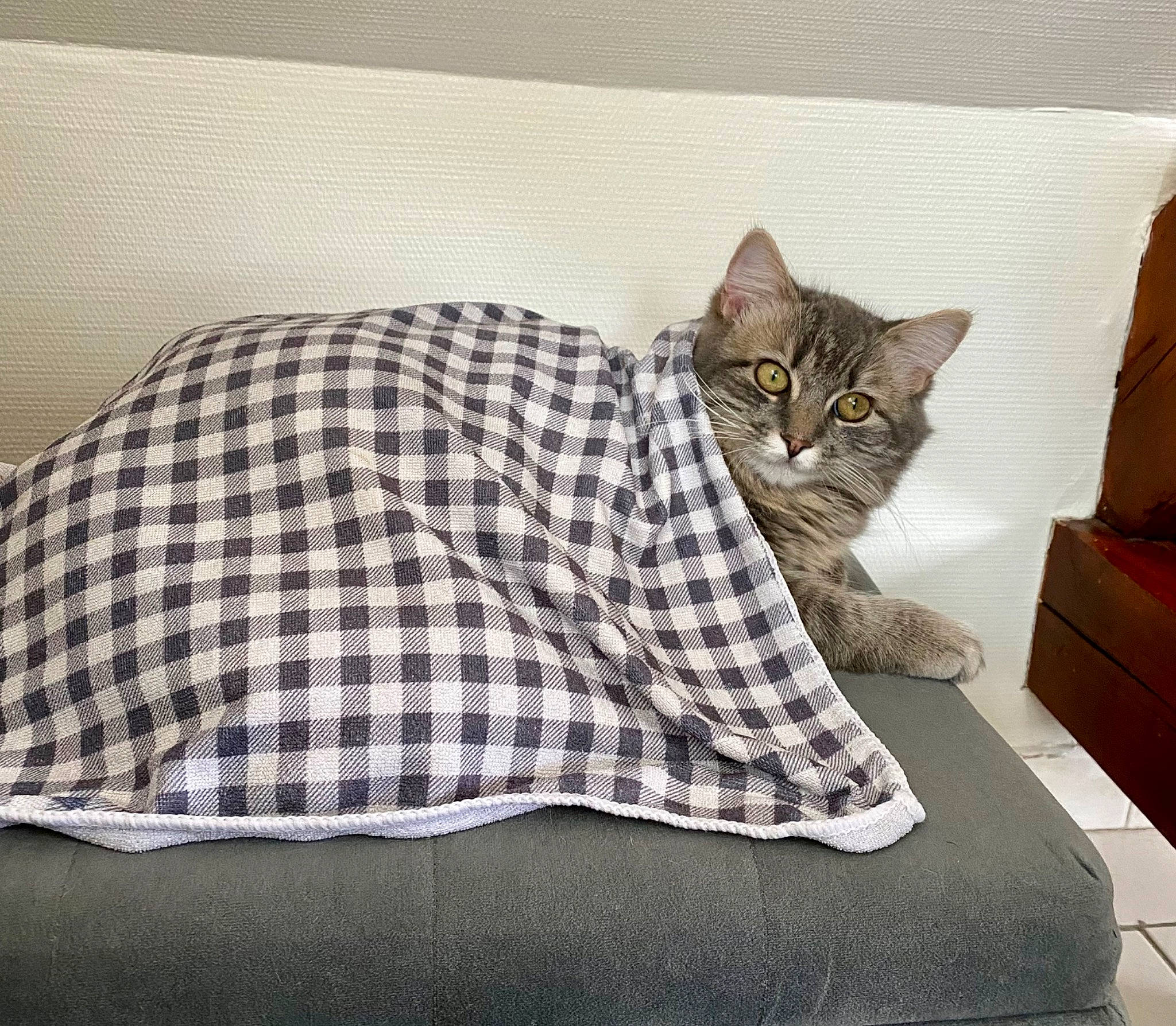 Naïa a rejoint le concours — aidez-le/la à gagner de superbes lots ! bed, bedding, carnivore, cat, comfort, couch, domestic_short_haired_cat, felidae, fur, grey, linens, mammal, pattern, plaid, small_to_medium_sized_cats, tail, tartan, throw_pillow, vertebrate, whiskers