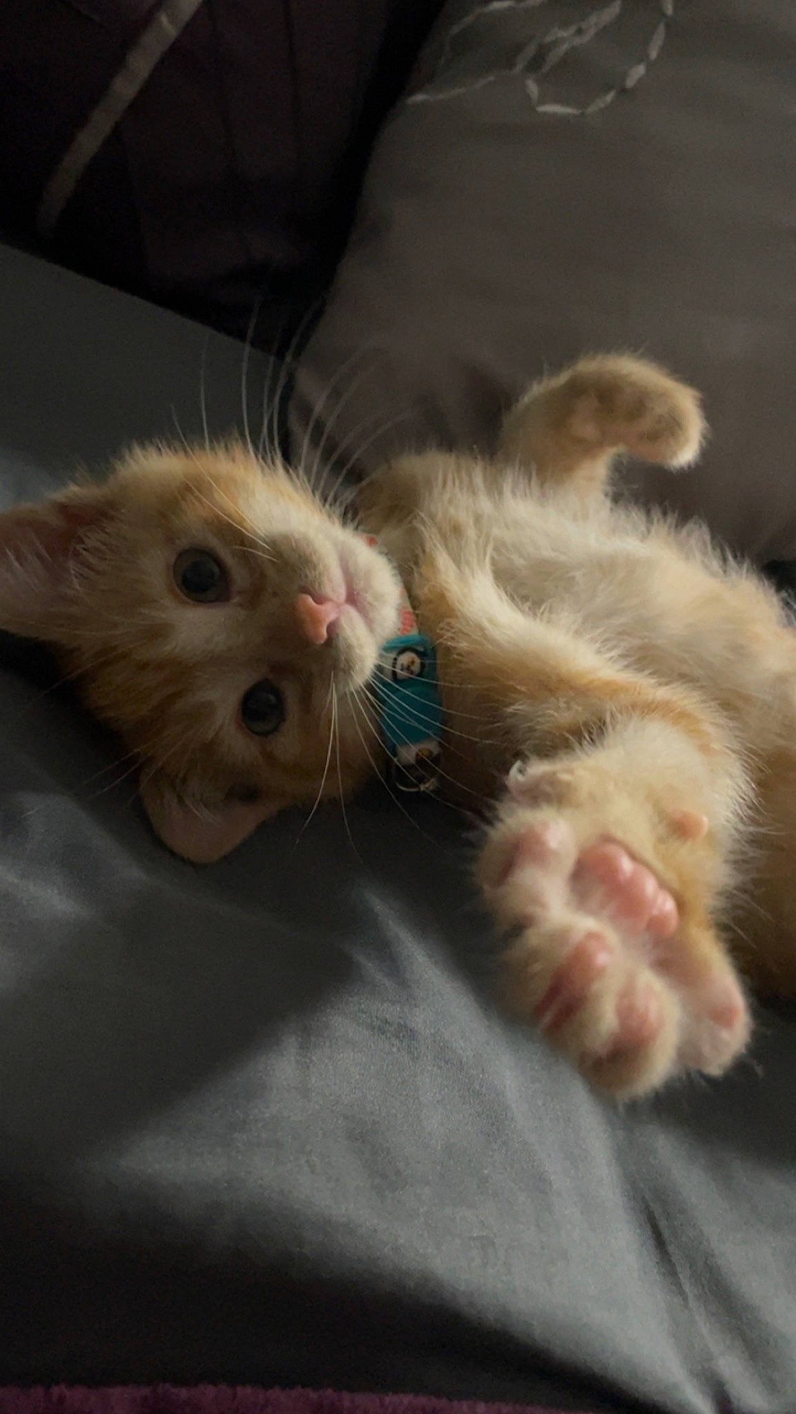 Blaze joined the competition — help win amazing prizes! ball, carnivore, cat, claw, comfort, domestic_short_haired_cat, fawn, felidae, foot, fur, nap, paw, ragdoll, small_to_medium_sized_cats, snout, tail, whiskers