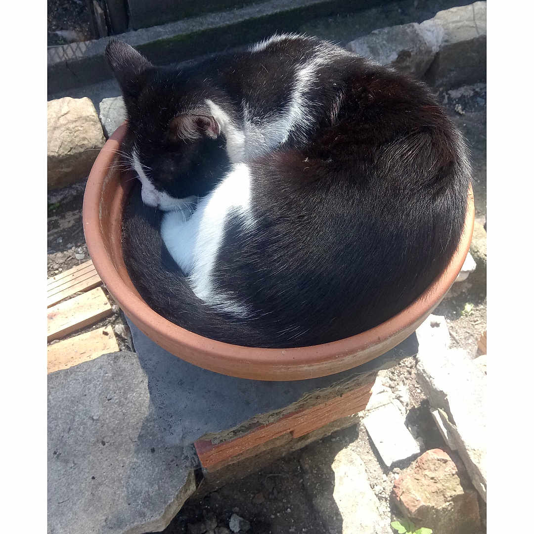 Fripouille participe au concours pour gagner de l'argent avec cette photo : animal, black_and_white, brick, broom, cat, concrete, cozy, curled_up, flower_pot, fur, garden, nature, outdoor, pet, quiet, resting, sleeping, small_plant, stone, sunlight