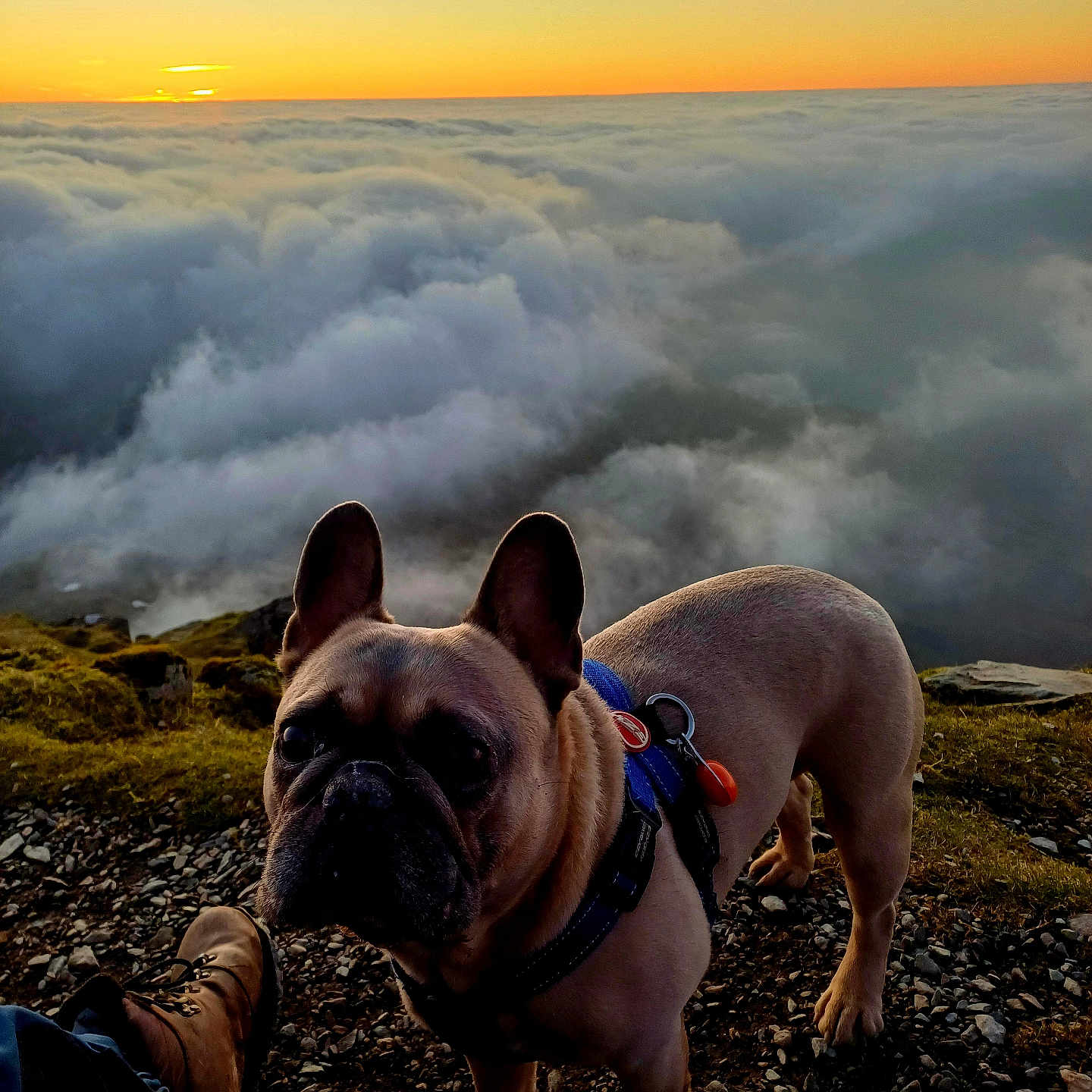 Major is registered to the contest to win money with this photo: animal, bulldog, canine, clothing, cloud, dog, footwear, frenchbulldog, landscape, nature, outdoors, pet, pitbull, puppy, rock, scenery, shoe, sky, soil, sunset