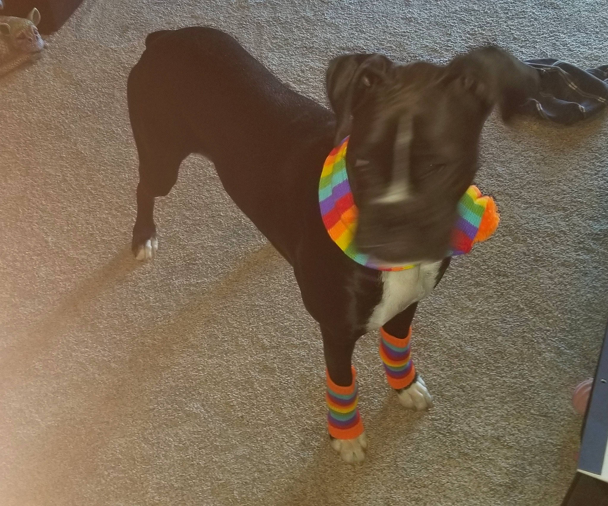 Dutchie is registered to the contest to win money with this photo: canidae, carnivore, collar, companion_dog, dairy_cow, dog, dog_breed, dog_clothes, dog_collar, dog_supply, event, fawn, human_leg, liver, pet_supply, snout, sporting_group, tail, terrestrial_animal, working_animal