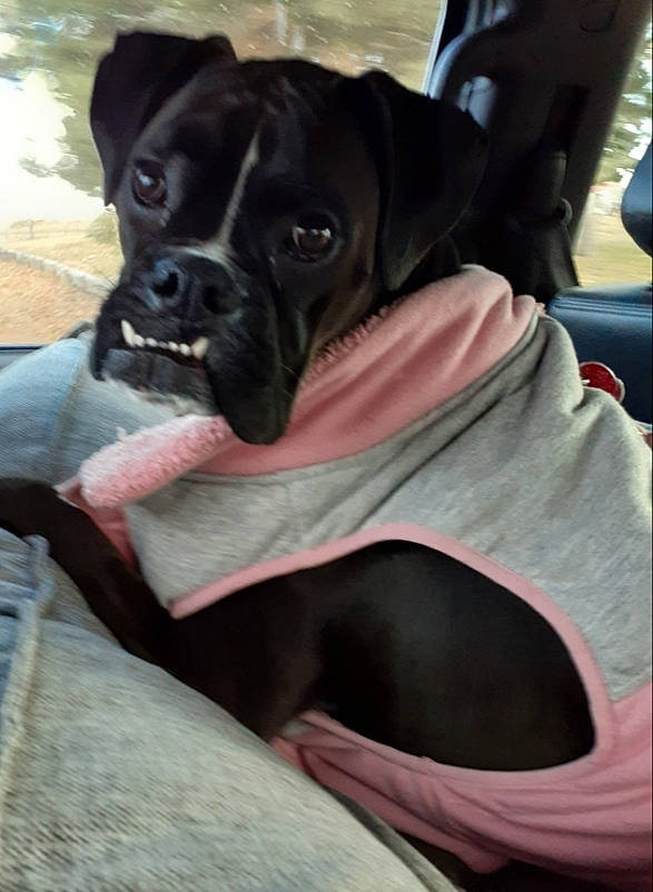Dutchie is registered to the contest to win money with this photo: auto_part, boston_terrier, canidae, car_seat, car_seat_cover, carnivore, comfort, companion_dog, dog, dog_breed, fawn, guard_dog, head_restraint, molosser, snout, sporting_group, toy_dog, vehicle_door, whiskers, working_animal