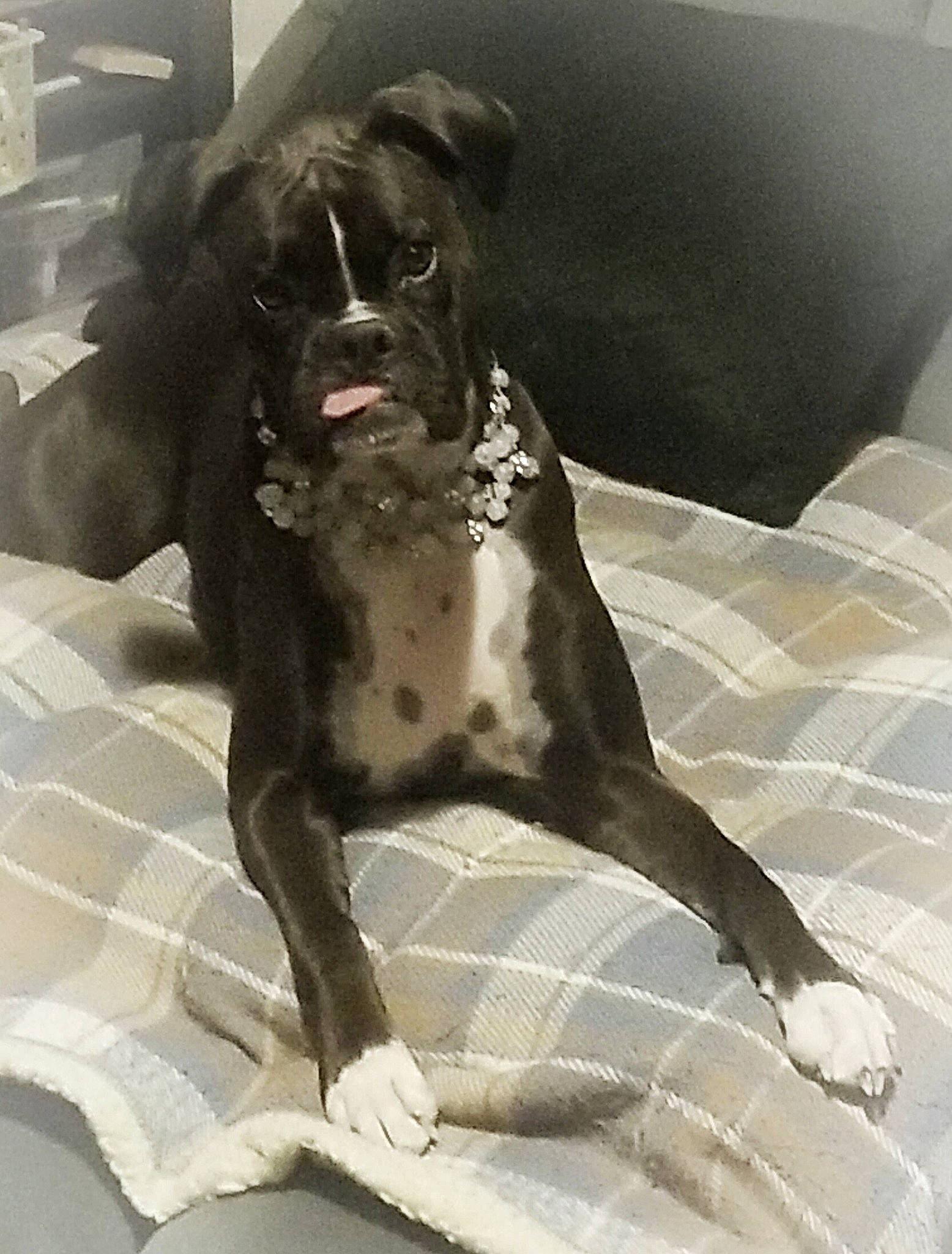 Dutchie is registered to the contest to win money with this photo: boxer, canidae, carnivore, comfort, companion_dog, couch, dog, dog_breed, dog_collar, fawn, fur, grey, liver, molosser, non_sporting_group, snout, sporting_group, tail, whiskers, working_animal